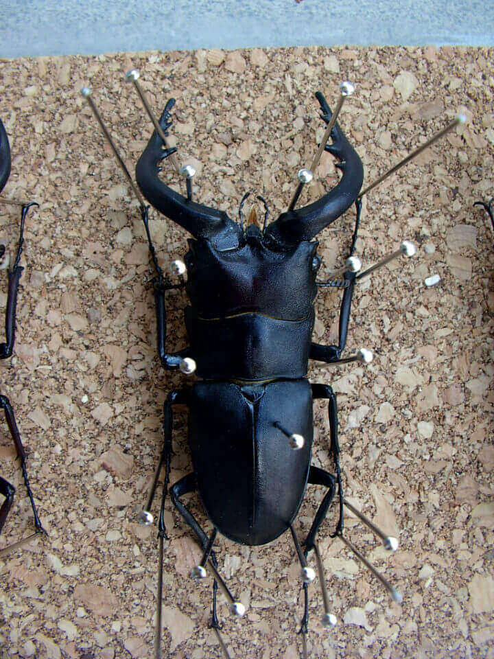 ノコギリ標本乾燥3-3