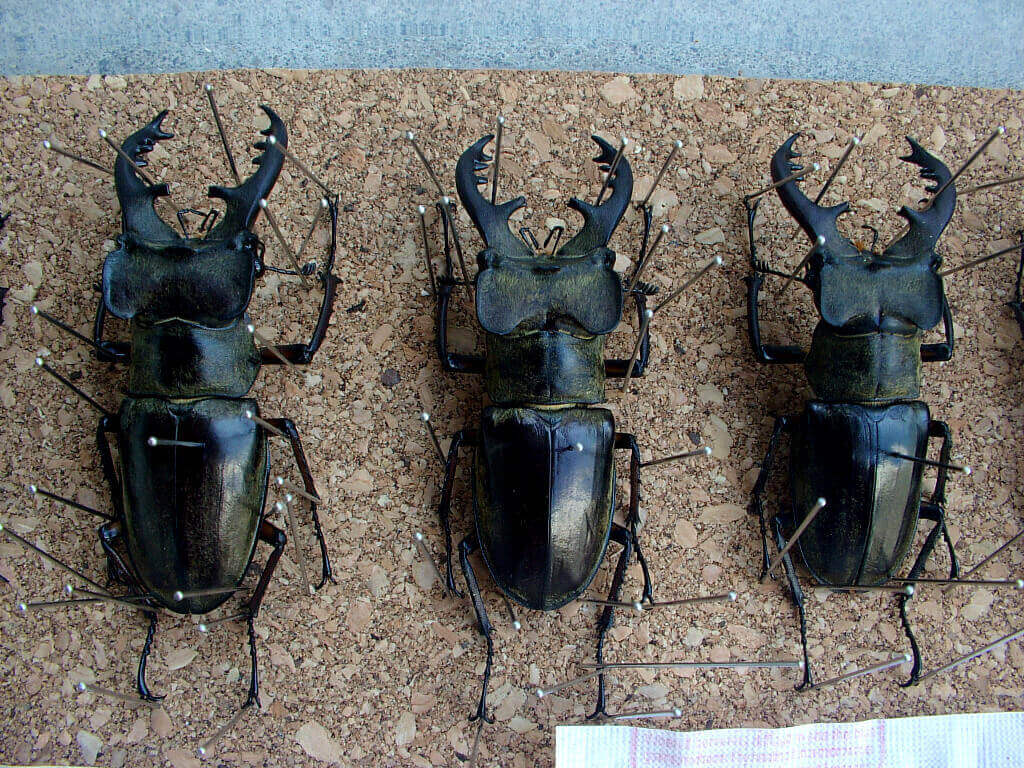 ミヤマ標本乾燥1-2