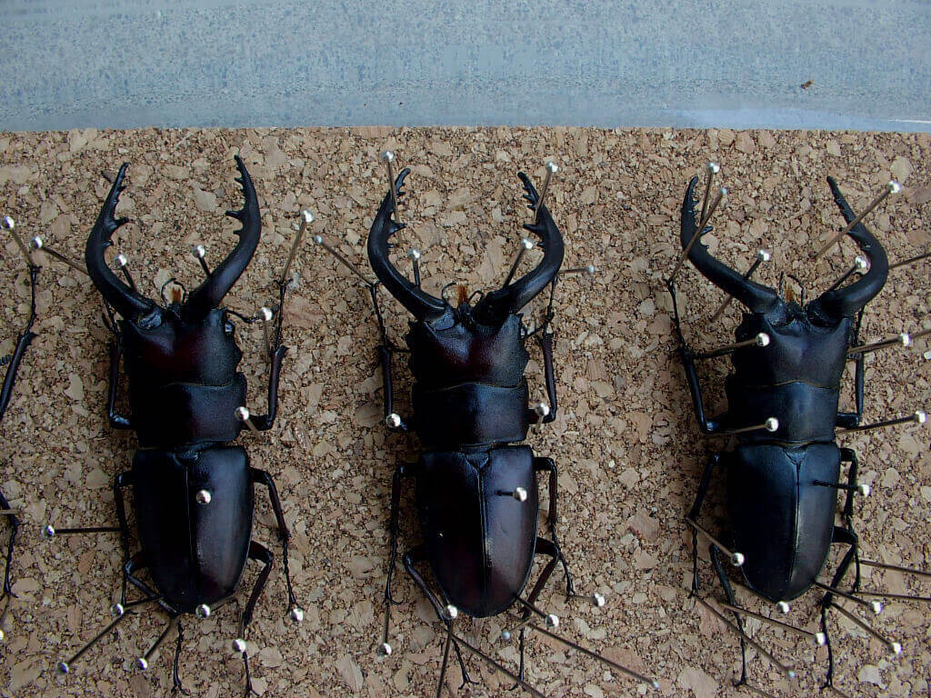 ノコギリ標本乾燥3-2