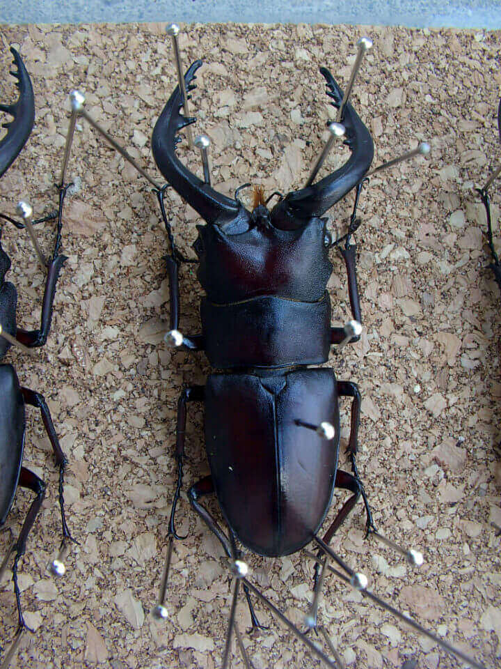 ノコギリ標本乾燥3-5