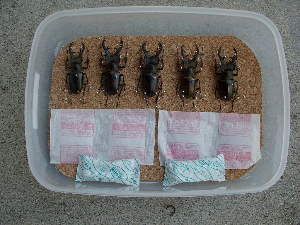 ミヤマ標本乾燥2-1