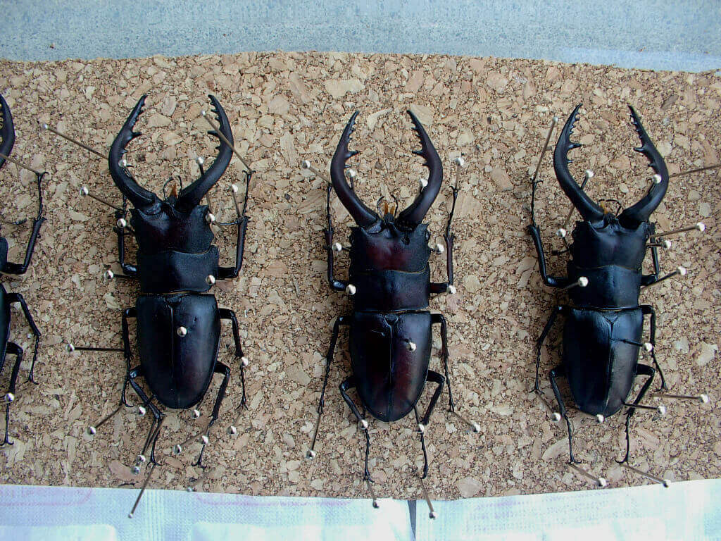 ノコギリ標本乾燥4-2