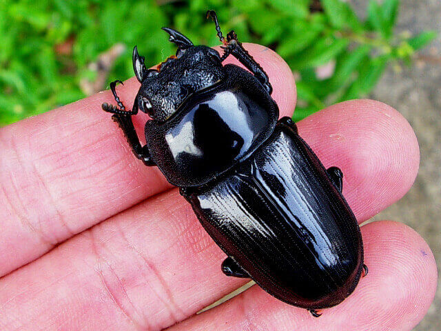 オオクワガタ♀