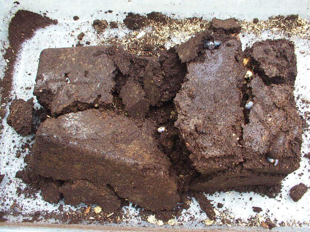 コクワガタ幼虫6