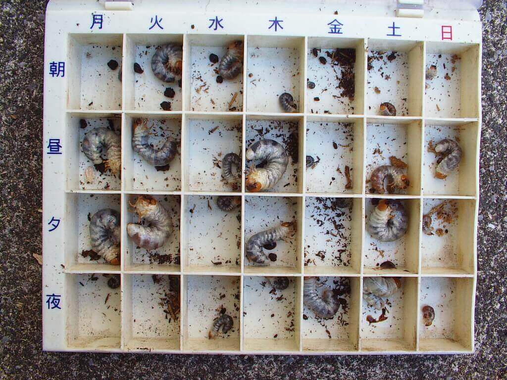 コクワガタ幼虫7