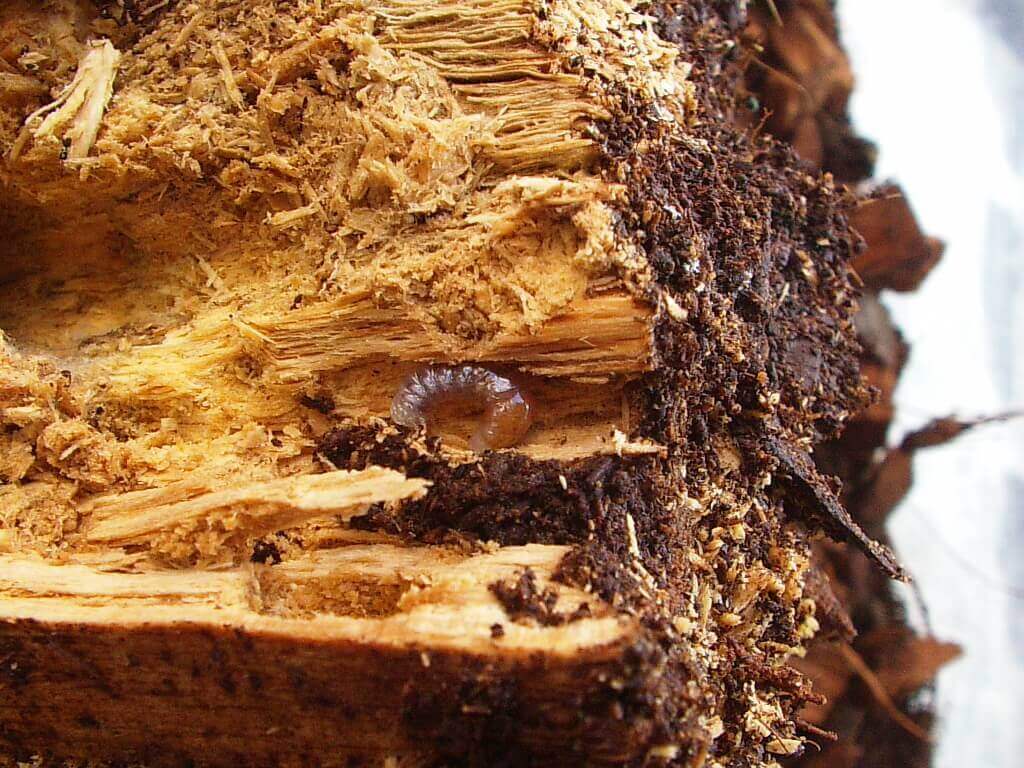 コクワガタ幼虫1