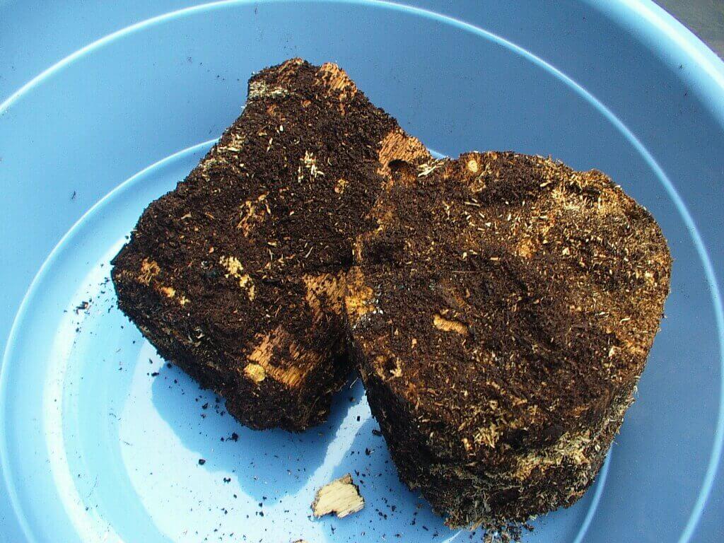 コクワガタ幼虫4