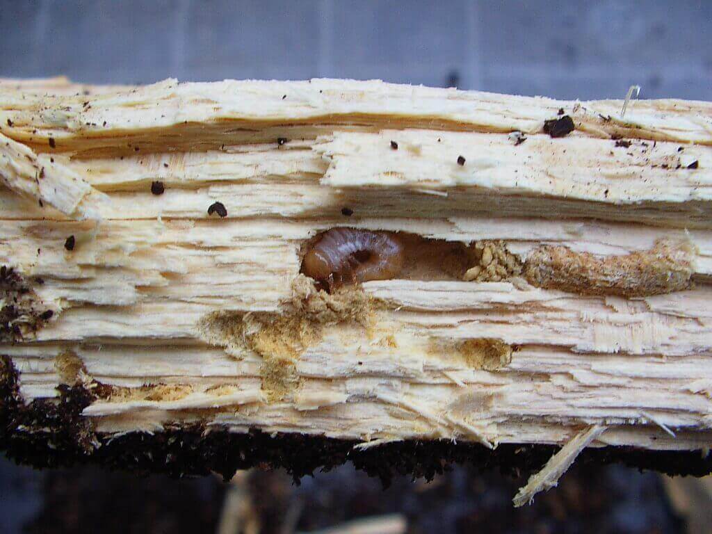 コクワガタ幼虫5