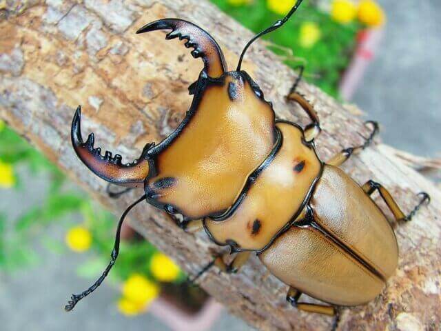 メンガタ・メリー♂