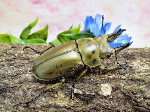 ローゼンベルグ