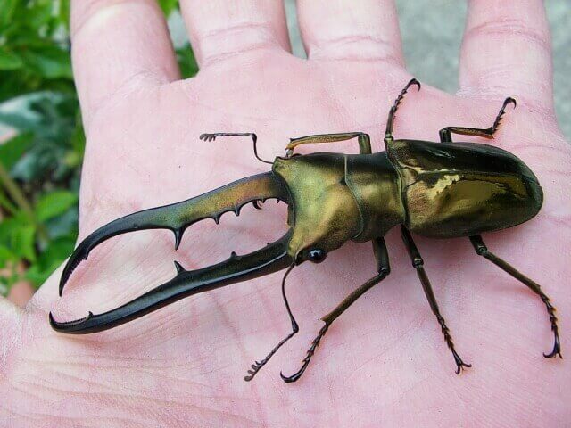 ぺレンメタリフェル