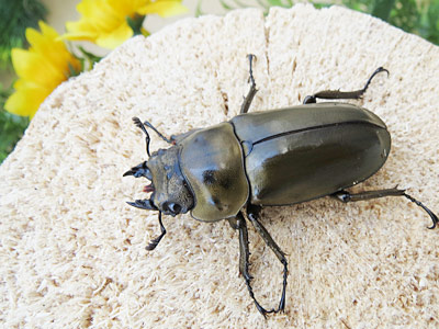 ローゼンベルグ♀