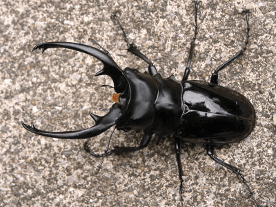 インターメディアツヤクワガタ1