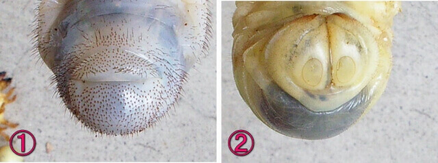 クワカブ幼虫違い4