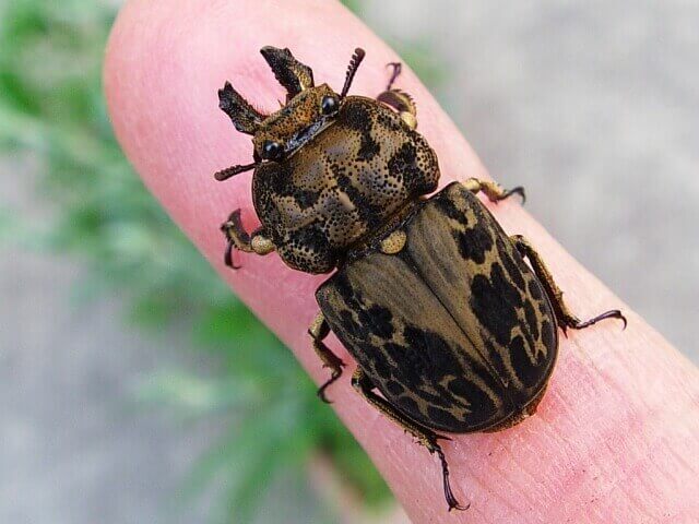 ムナコブクワガタ♀1