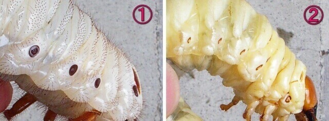 クワカブ幼虫違い2