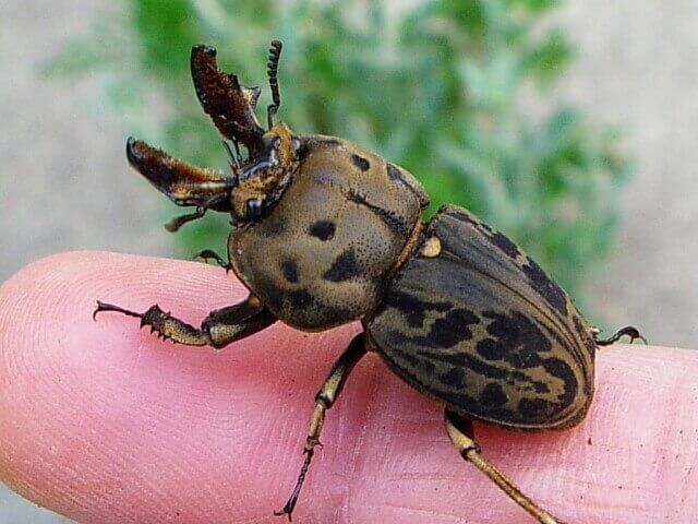 ムナコブクワガタ1