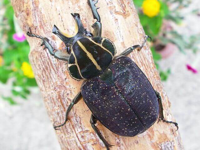 インカツノコガネ♂1