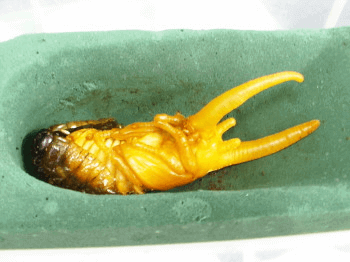 ネプチューン蛹化