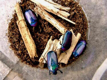 キヌホソエルツェニィ