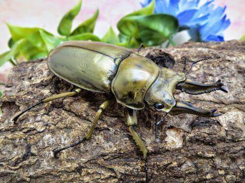 ローゼンベルグ1