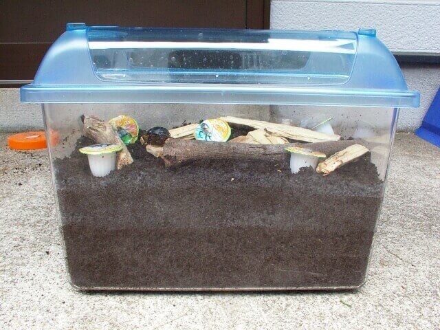 カブトムシ産卵セット1