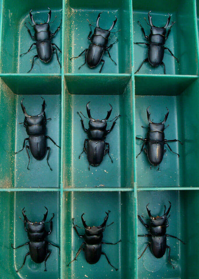 コクワガタ♂大物達