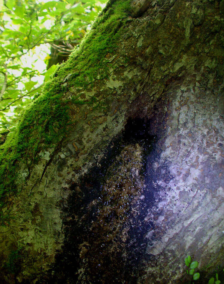 小松さんネブト採集ウロ