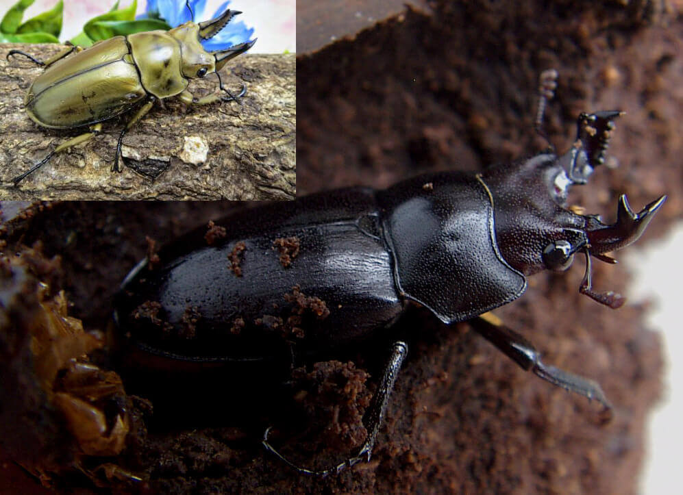 キュウシュウオニ比較