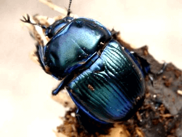 オオセンチコガネブルー