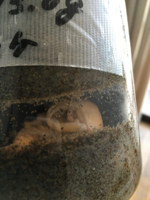 IMG_7688本土ヒラタ♂3済み