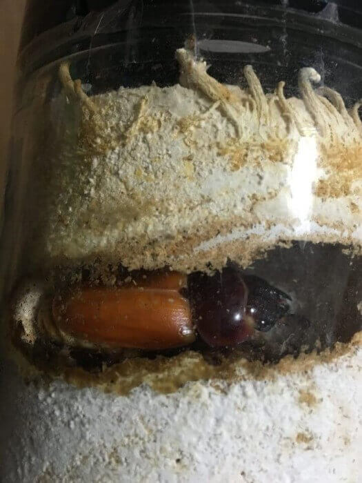 IMG_7667オオクワ♀羽化2