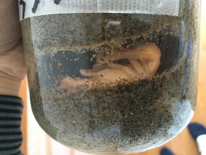 IMG_7687本土ヒラタ♂2済み