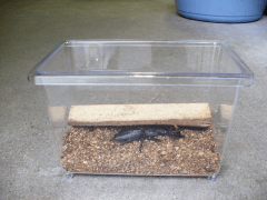 オオクワガタの越冬、冬眠06