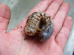 丸々太った幼虫