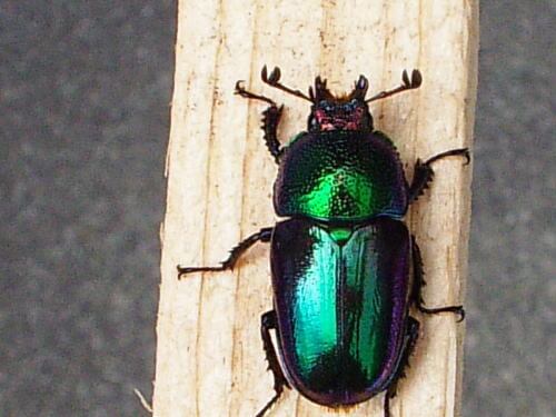 パプアキンイロ4