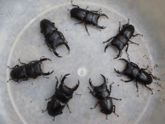 国産オオクワガタ