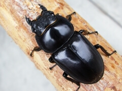 画像003 031 画像003 031