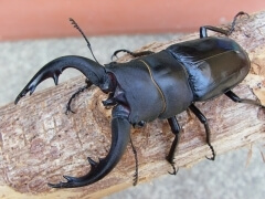 img_20100404T082723687 img_20100404T082723687