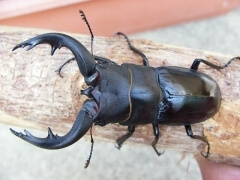 img_20100404T082725593 img_20100404T082725593