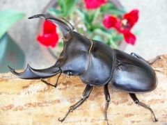 img_20100712T125453250 img_20100712T125453250