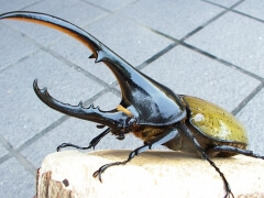 画像003 041 画像003 041