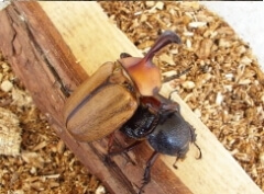 画像003-001-1 画像003-001-1