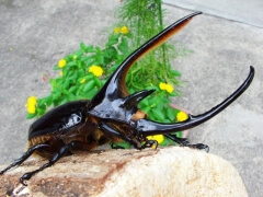 画像003 028 画像003 028