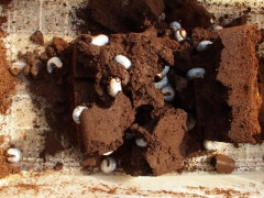 画像003 017 画像003 017