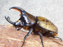 画像003 010 画像003 010