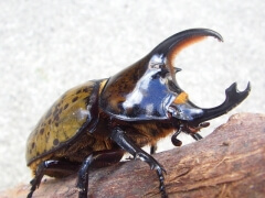 画像003 009 画像003 009