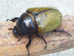 画像003 013 画像003 013