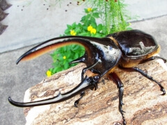 画像003 017 画像003 017