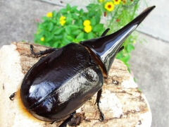 画像003 007 画像003 007